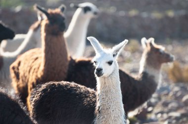 Beyaz ve kahverengi lamas Altiplano, Bolivya üzerinde.