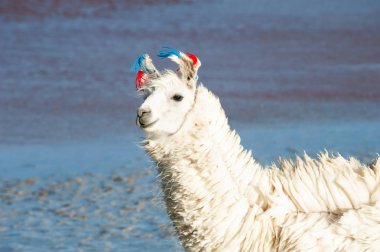 Beyaz alpaka portresi. Laguna Colorada, Altiplano, Bolivya.