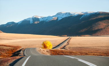 Sonbahar dağlarda sarı ağaç olan güzel yol. Altay Cumhuriyeti, Sibirya, Rusya Federasyonu