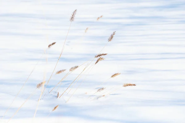 Trockene Gräser Schnee Winterwald Makroaufnahme Geringe Schärfentiefe Schöner Winterhintergrund — Stockfoto