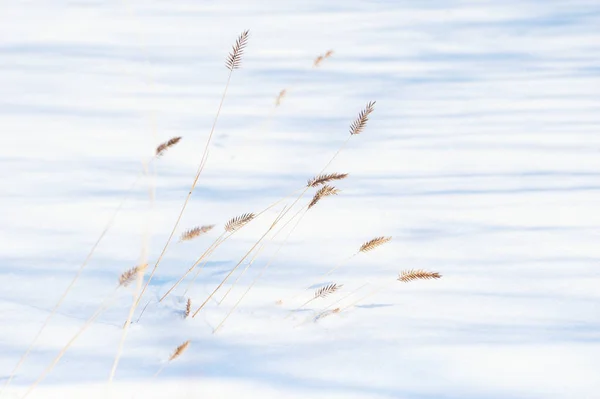 Gramíneas Secas Neve Floresta Inverno Imagem Macro Profundidade Campo Rasa — Fotografia de Stock