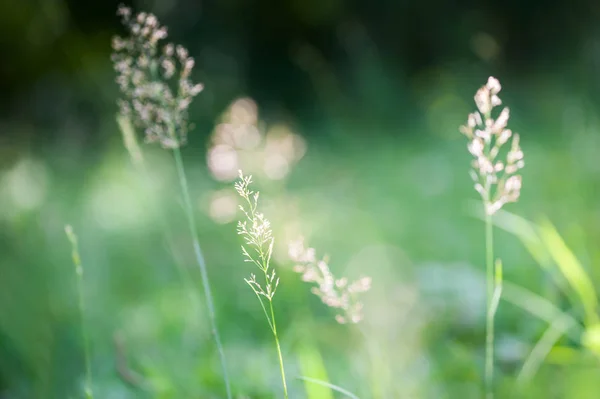 Grama Verde Floresta Verão Profundidade Campo Rasa — Fotografia de Stock