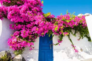 Pembe çiçekler evin cephesinde. Santorini Island, Yunanistan geleneksel Yunan mimarisinde.