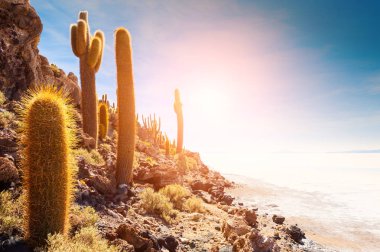 Büyük kaktüs Incahuasi Adası, Salar de Uyuni tuz düz, Altiplano, Bolivya.
