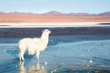 Laguna Colorada, Altiplano, Bolivya üzerinde beyaz alpaka.