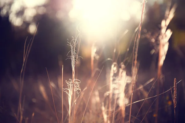 Gramíneas Secas Floresta Outono Pôr Sol Imagem Macro Profundidade Campo — Fotografia de Stock