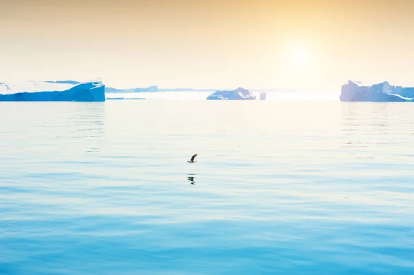 Sirály Repül Víz Közelében Jéghegyek Ilulissat Icefjord Nyugat Grönland — Stock Fotó