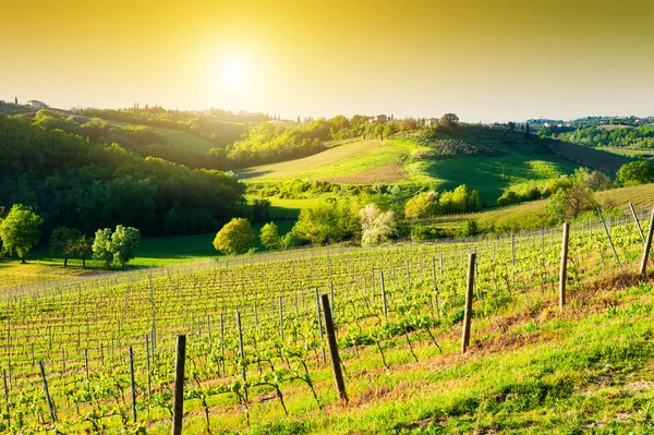 Junge Weinberge Auf Den Hügeln Der Toskana Italien Schöne Frühlingslandschaft — Stockfoto