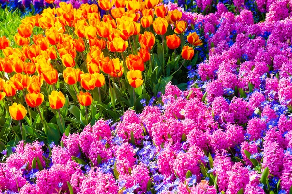 Blühende Rosa Hyazinthe Und Gelbe Tulpenblüten Frühling — Stockfoto