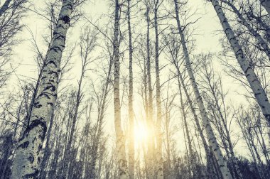 gün batımında kış huş ağacı orman. 