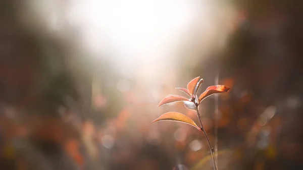 Herbes sèches d'automne dans une forêt au coucher du soleil. Flou nature backgro — Photo