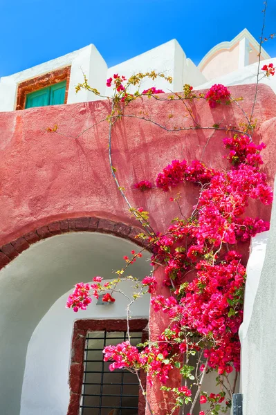 Traditional greek architecture and Bougainvillea tree with pink — Stock Photo, Image