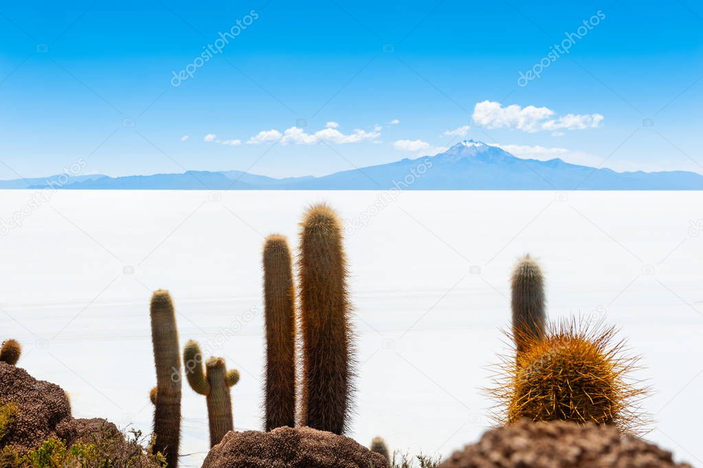 Big cactuses on Incahuasi island, Salar de Uyuni salt flat, Boli