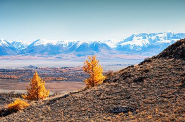 Karla kaplı dağlar ve sarı sonbahar ağaçlar. Altay, Sibirya, 