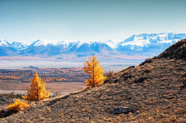 Χιονισμένα βουνά και κίτρινα φθινοπωρινά δέντρα. Αλτάι, Σιβηρία, — Φωτογραφία Αρχείου