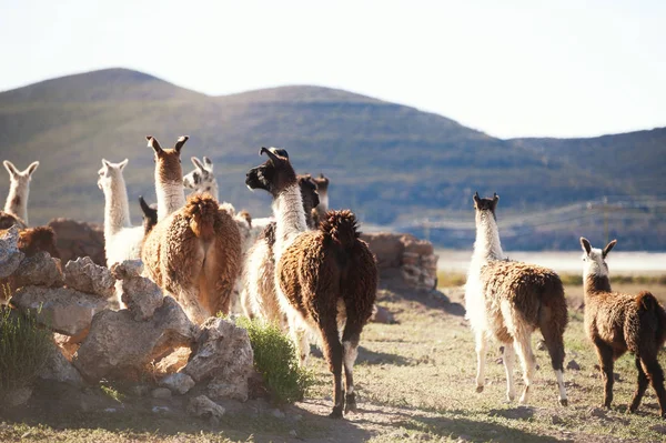 Lamas Slar De Uyuni yakınlarında çiftlikte düz Altiplano plat tuz