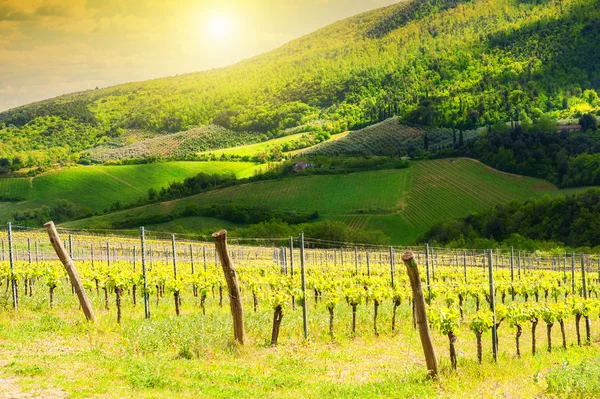 Zelené pole s mladých vinic v oblasti Toskánsko, Itálie. Krásné — Stock fotografie
