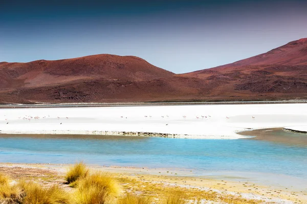 High-altitude lagoon with pink flamingos on Altiplano plateau, B — Stock Photo, Image