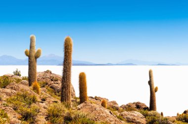 Büyük kaktüs Incahuasi Adası, Salar de Uyuni tuz düz, Bolivi