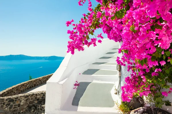 Fehér építészet és a rózsaszín virágok, kilátással a tengerre. Santorini isl — Stock Fotó