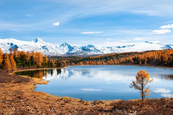 Kidelu lake in autumn forest and snow-covered mountains in Altai — Stock Photo, Image