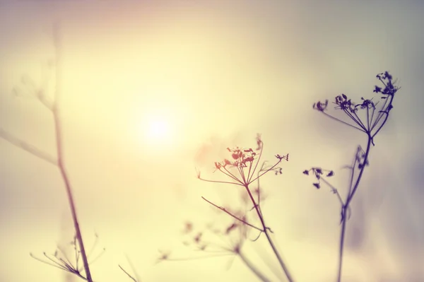 Dry grasses in a field at sunset. Beautiful nature background. — Stock Photo, Image