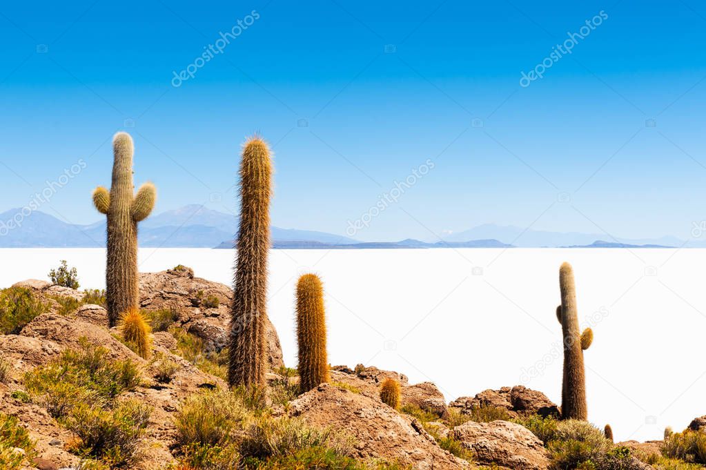 Big cactus on Incahuasi island, Salar de Uyuni salt flat, Bolivi