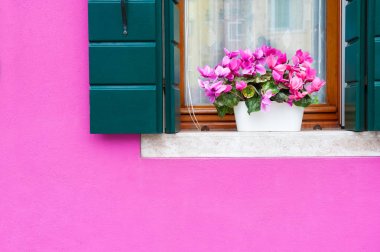 Evin pembe duvar ve pembe çiçeklerile pencere. 