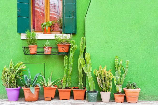 Zöld fal a ház és a zöld növények a cserépben. — Stock Fotó