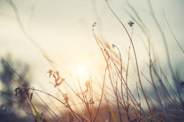 Gün batımında sonbahar ormanında kuru bitkiler. 