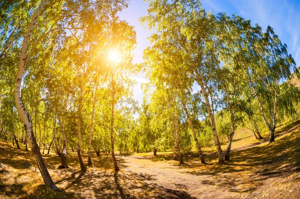 Green birch trees in summer forest. — Stock Photo, Image