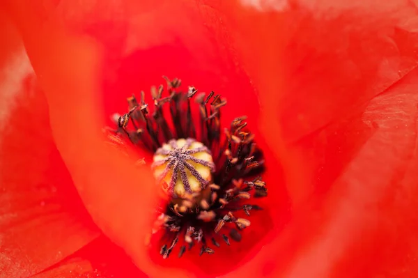 Macro image of red poppy flower. Shallow depth of field — Stock Photo, Image