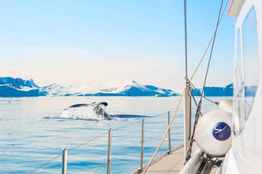 Ilulissat buz fiyort, Grönland yat yakınında kambur balina kuyruğu