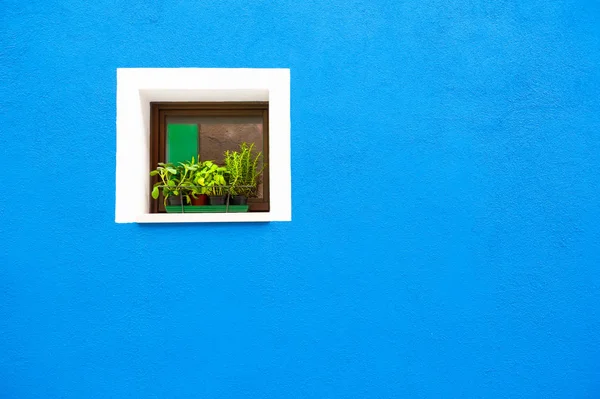 Fenêtre avec des fleurs sur le mur bleu . — Photo