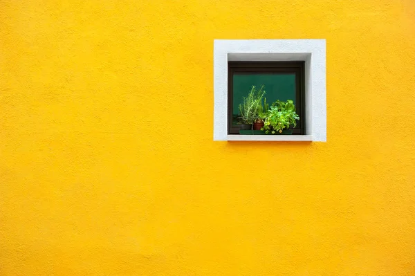 Fenêtre avec des fleurs sur le mur jaune . — Photo