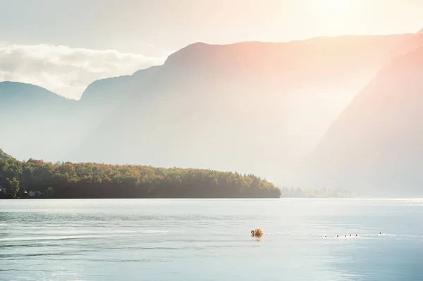 Witte zwaan drijvend op het Hallstatter meer, Oostenrijk — Stockfoto