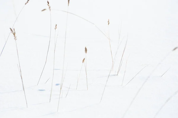 Trockene Gräser im Schnee im Winterwald. Winter Natur Hintergrund. — Stockfoto