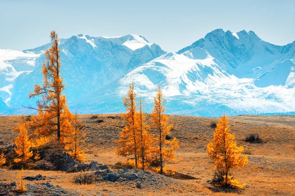 Snow-covered mountains and yellow autumn trees. — Stock Photo, Image