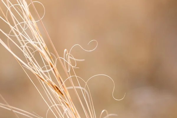 Сухая осенняя трава в поле . — стоковое фото