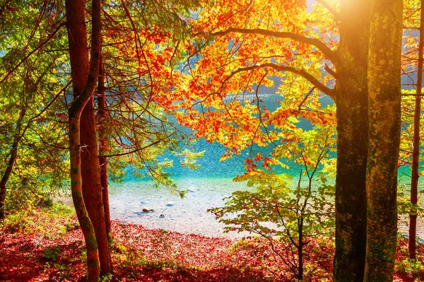 Żółty jesienią drzew na brzegu jeziora — Zdjęcie stockowe