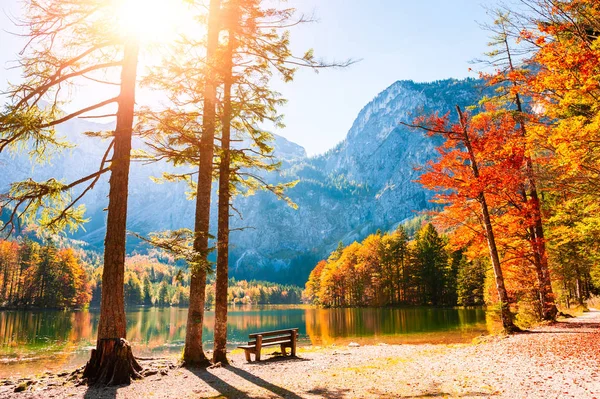 Árboles de otoño en la orilla del lago en los Alpes, Austria . — Foto de Stock
