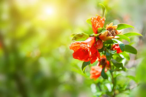Kwitnące kwiaty granatu z zielonych liści — Zdjęcie stockowe