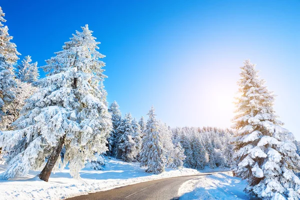 Árvores cobertas de neve e estrada na floresta de inverno . — Fotografia de Stock