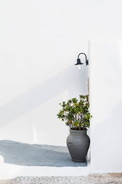 Evin yakınındaki kil pot dekoratif yeşil ağaç.