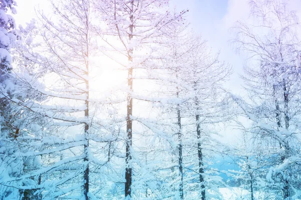 Árboles cubiertos de nieve en el bosque de invierno al atardecer . —  Fotos de Stock