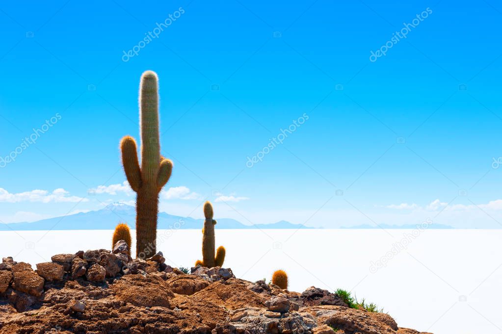 Cactus on Salar de Uyuni salt flat, Bolivia.