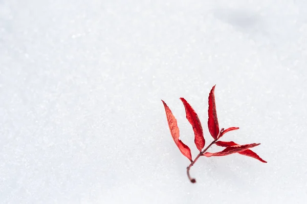 Outono folha vermelha na neve . — Fotografia de Stock