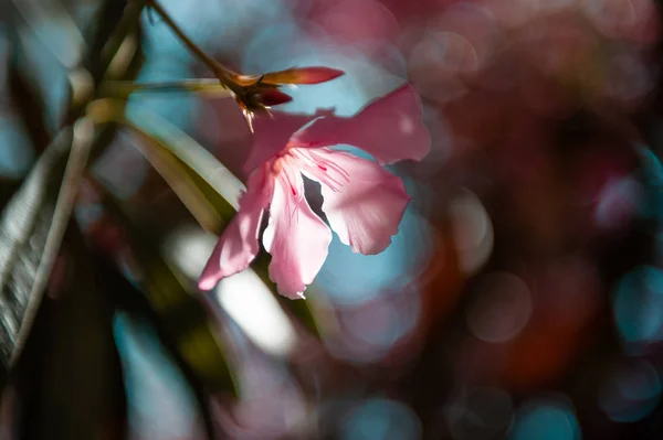Квітучі рожеві квіти. Розмитий фон природи . — стокове фото
