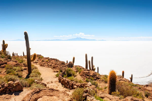 Gran cactus en Salar de Uyuni salar, Bolivia . — Foto de Stock