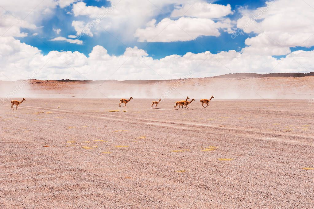 Wild vicunas in the desert in Altiplano plateau, Bolivia.